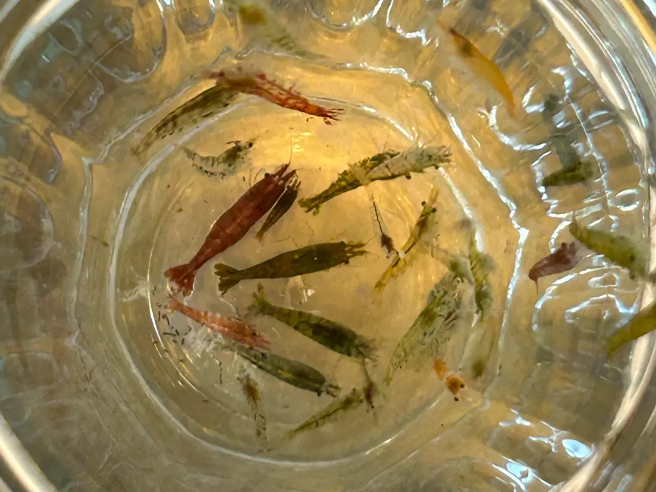 Billede 4 -  🦐 Neocaridina rejer – blandede 5stk | GLS