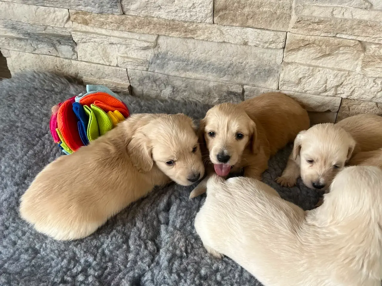 Billede 9 - Blonde langhåret gravhunde