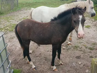 2 stk sorte Welsh hingste føl A