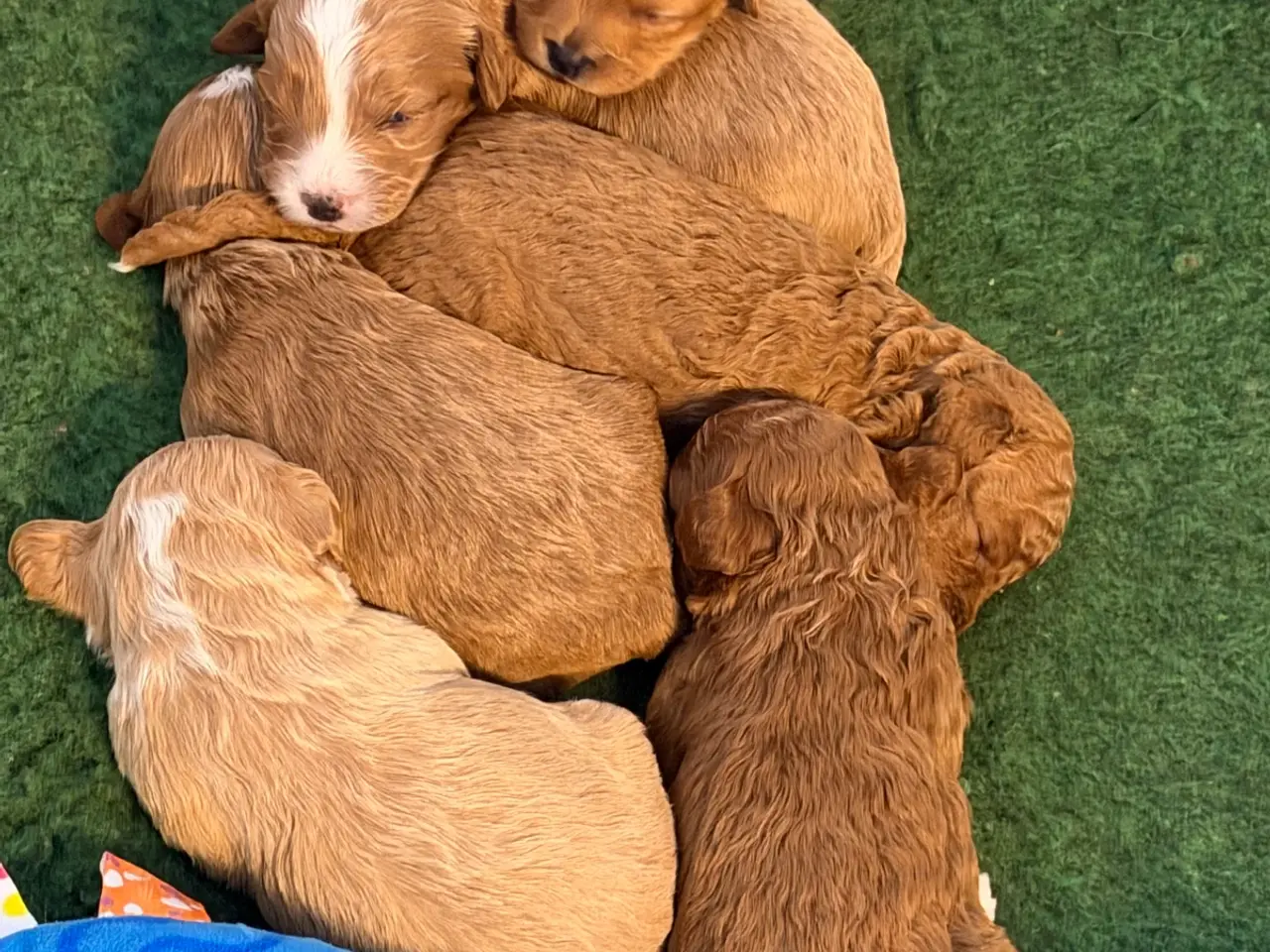 Billede 9 - 🐾✨ Skønne Mini  Maltipoo hvalpe 