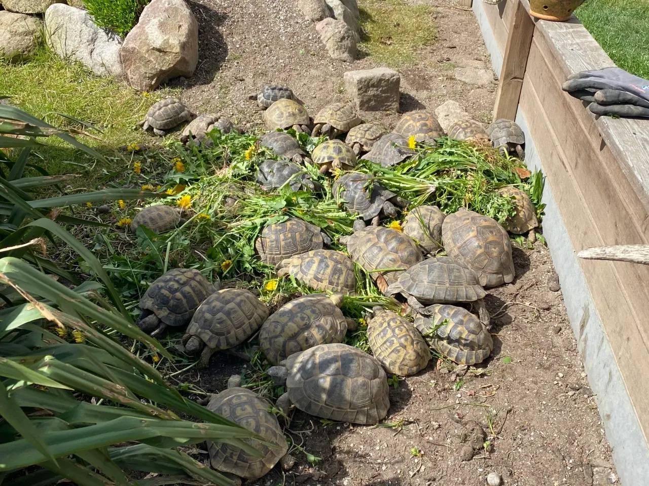 Billede 1 - Skildpadde landskildpadde