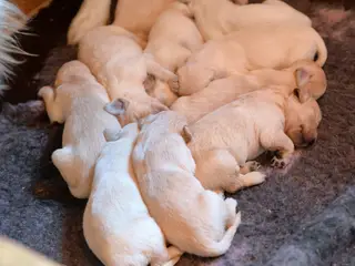Golden retriever hvalpe