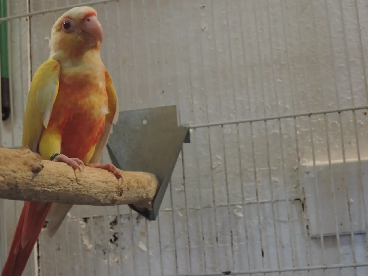 Billede 1 - Conure i Lutino