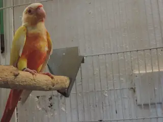 Conure i Lutino