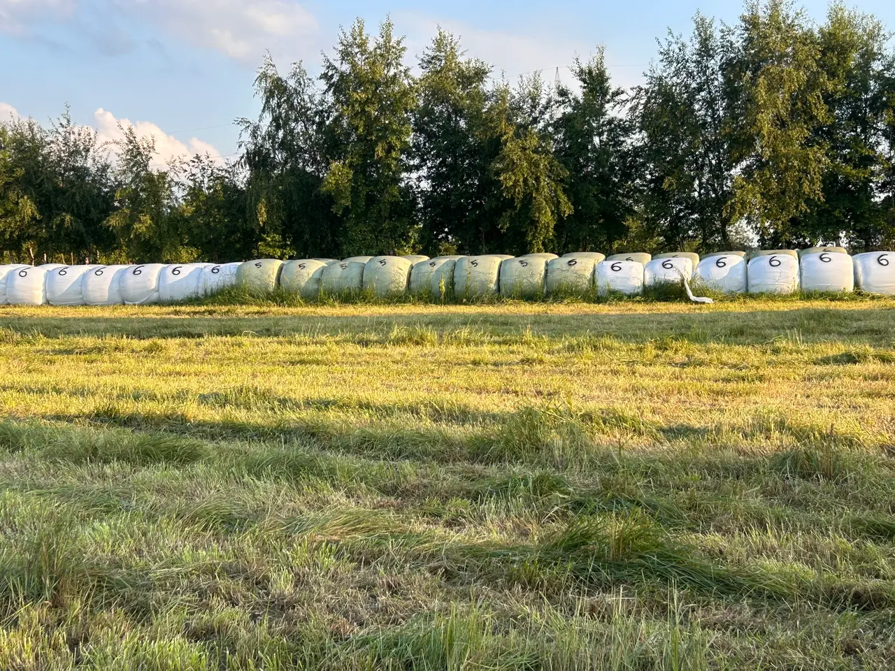 Billede 2 - Prima wrappet hø i rundballer