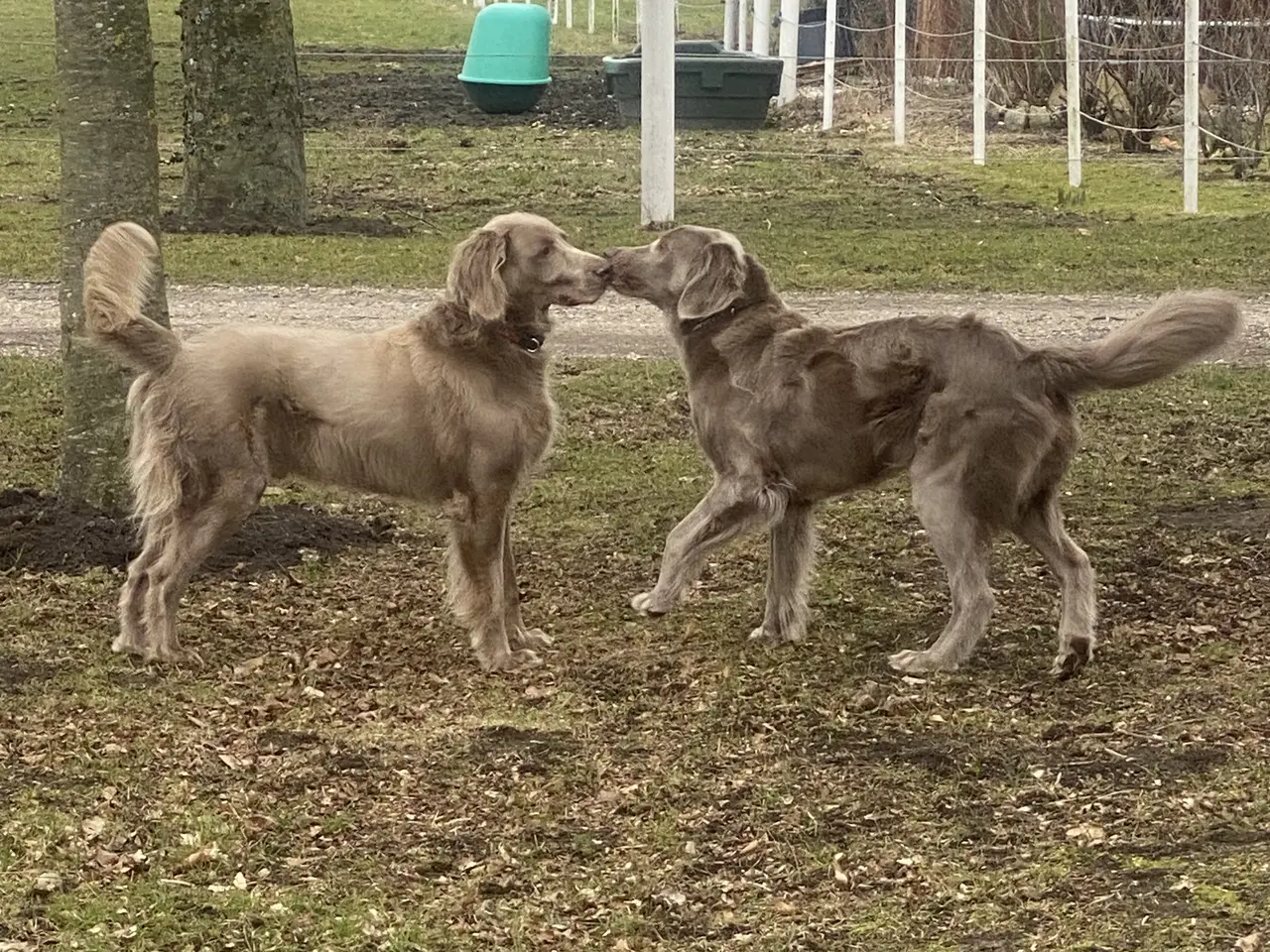 Billede 6 - Langhåret Weimaraner hvalpe