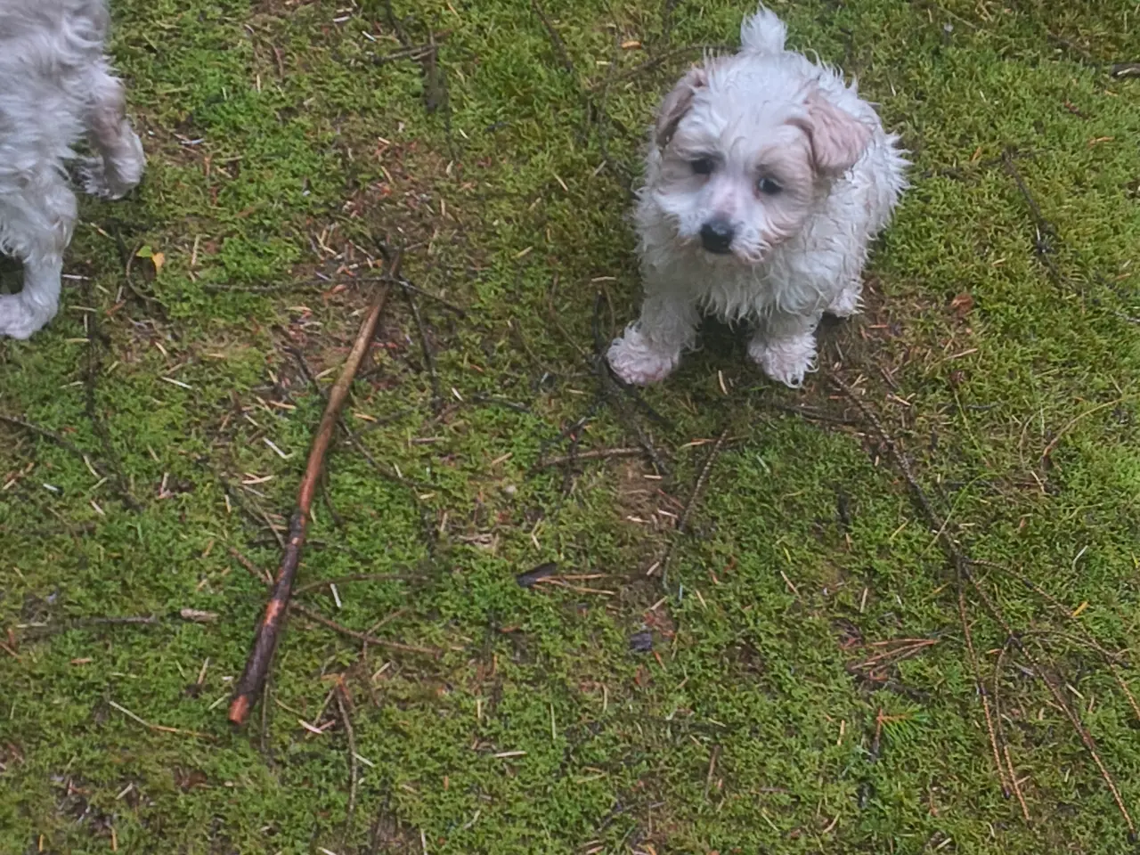 Billede 8 - Blandings hvalp bomulds hund maltipoo