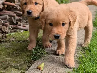 Golden Retriever Hvalpe