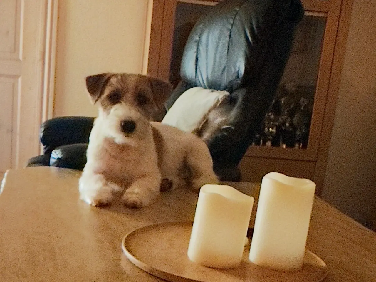 Billede 16 - 7 fine Jack russel hvalpe 🐶