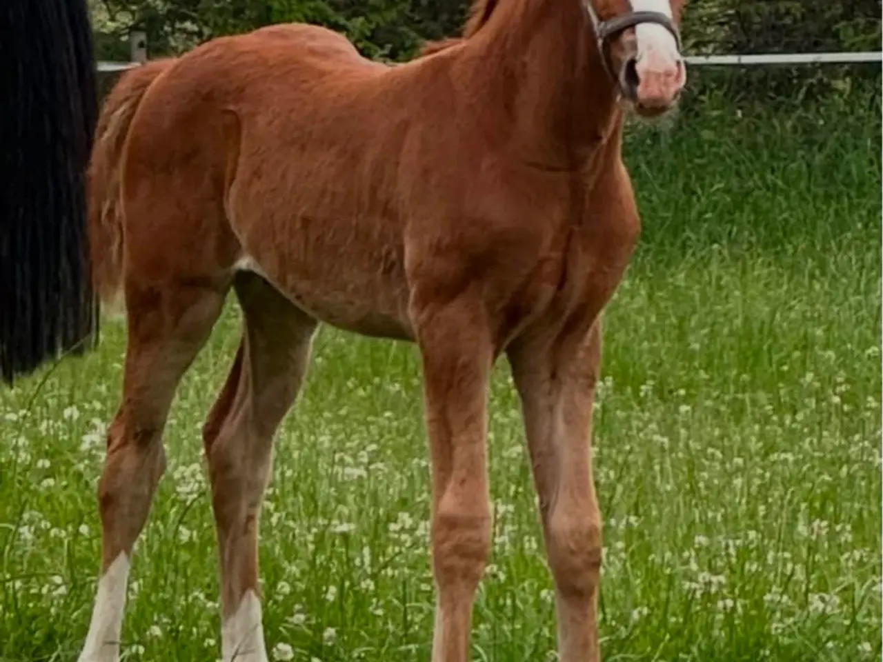 Billede 4 - Dansk varmblod hingst