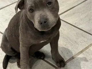 Staffordshire Bull Terrier