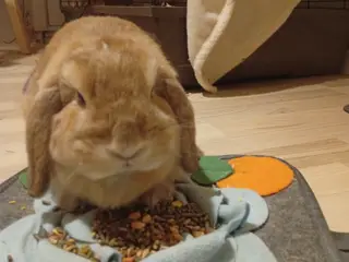 Kanin pige 2 år 
