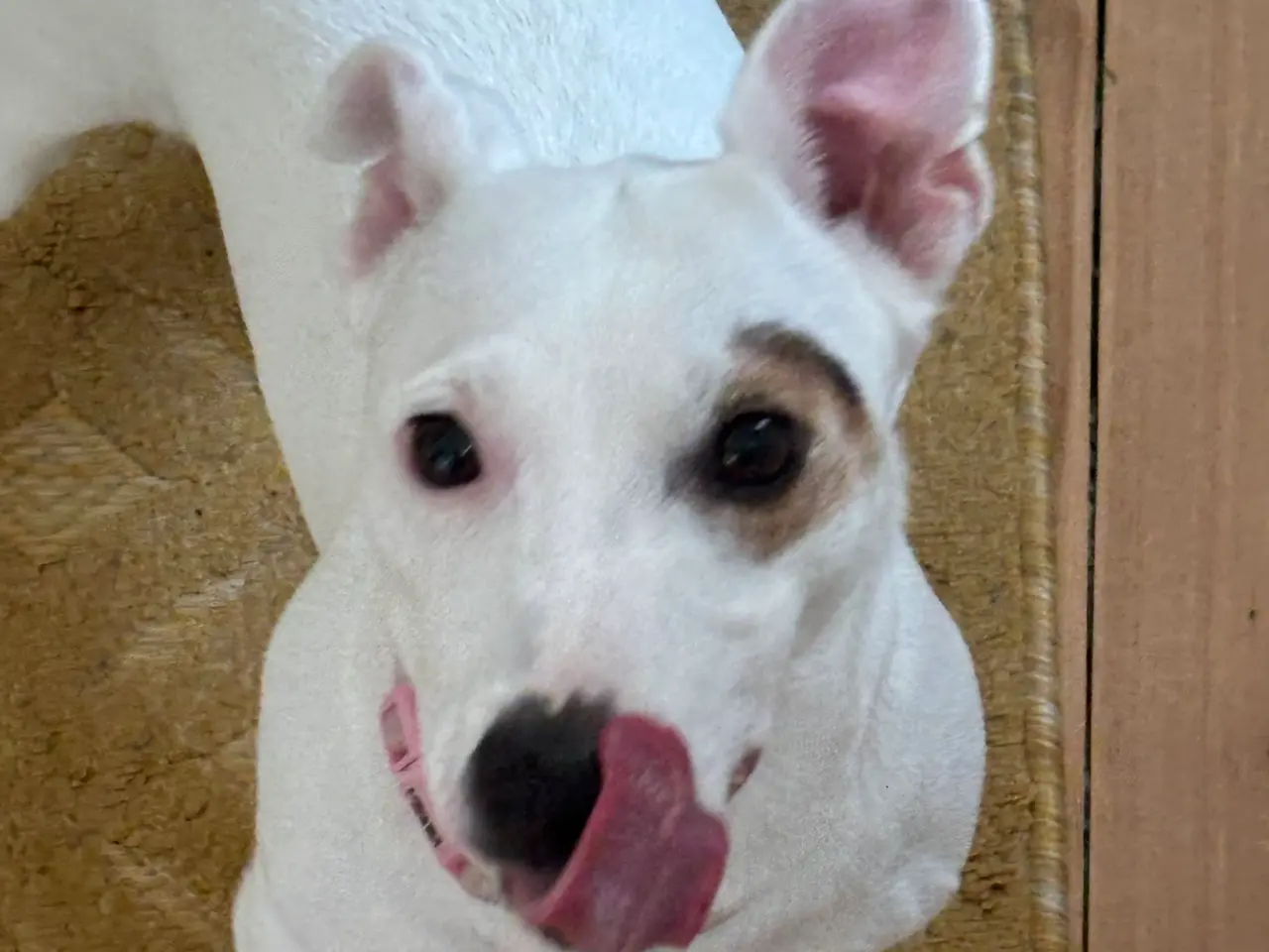 Billede 3 - Jack Russell Terrier til Omplacering