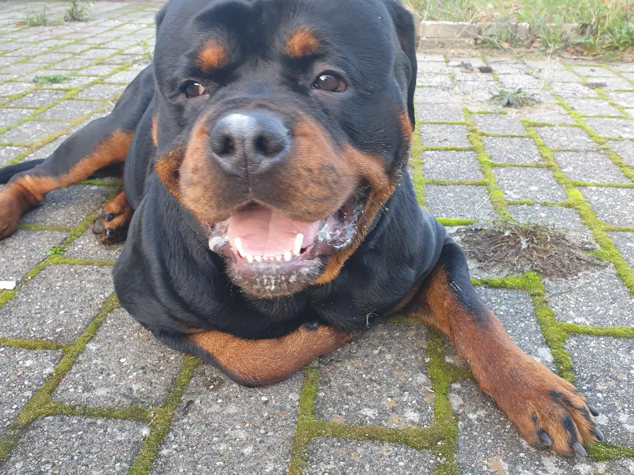 Billede 4 - Rottweiler han med stamtavle tilbydes til avl