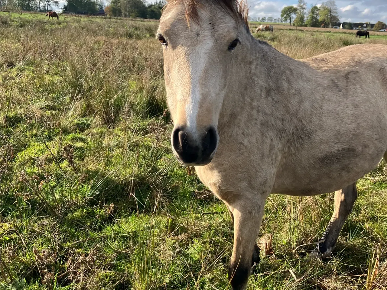 Billede 4 - Sød ponyhoppe, 6 år