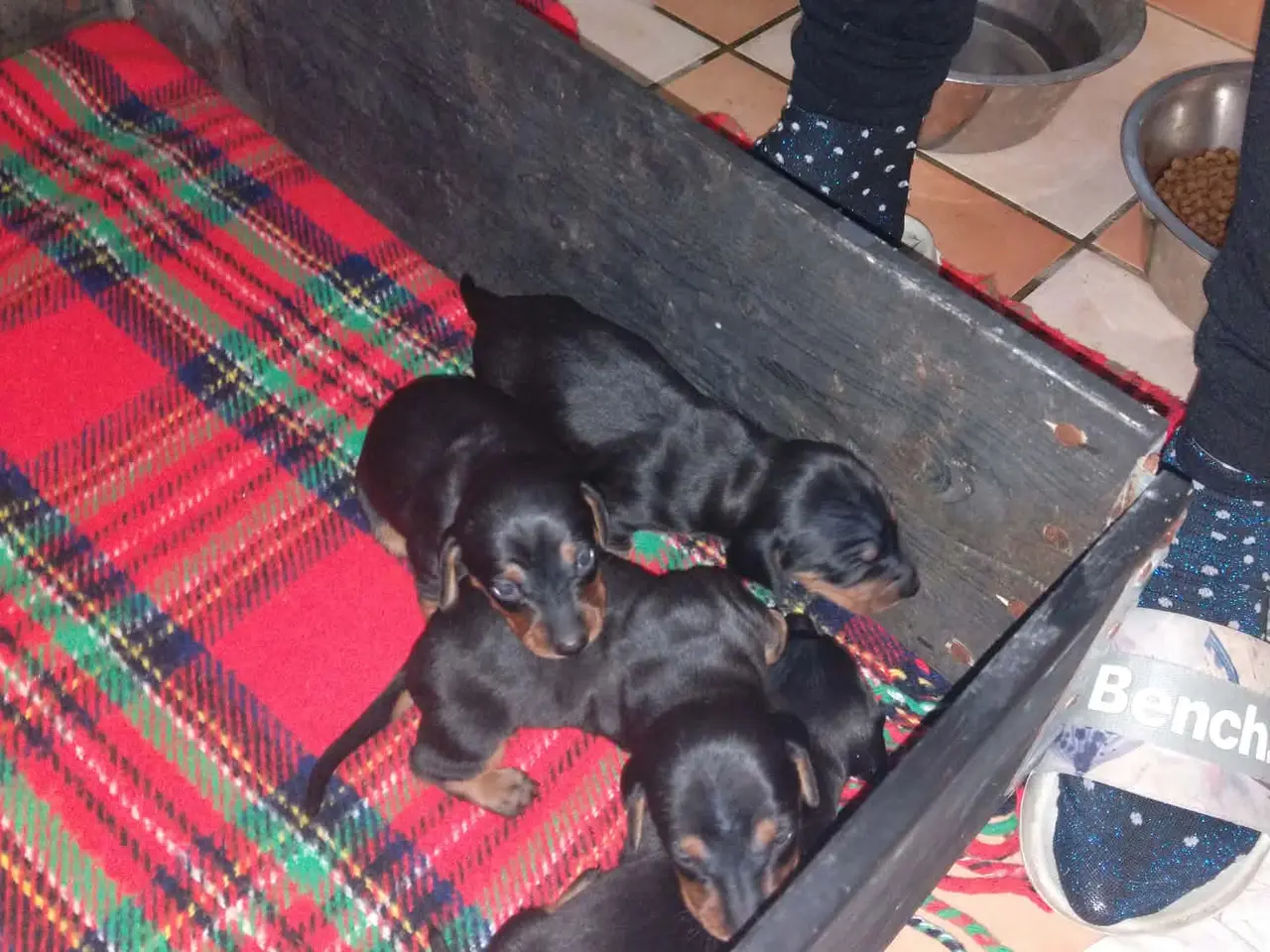 Billede 3 - Korthåret standard gravhunde