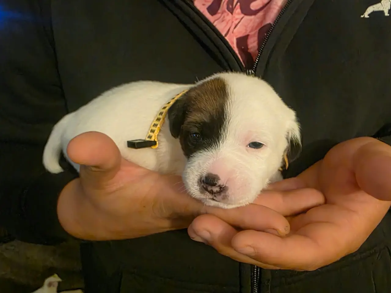 Billede 3 - Lækker Pomeranian / Jack Russell Hvalp til salg