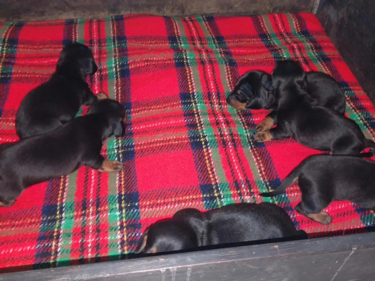 Billede 5 - Korthåret standard gravhunde