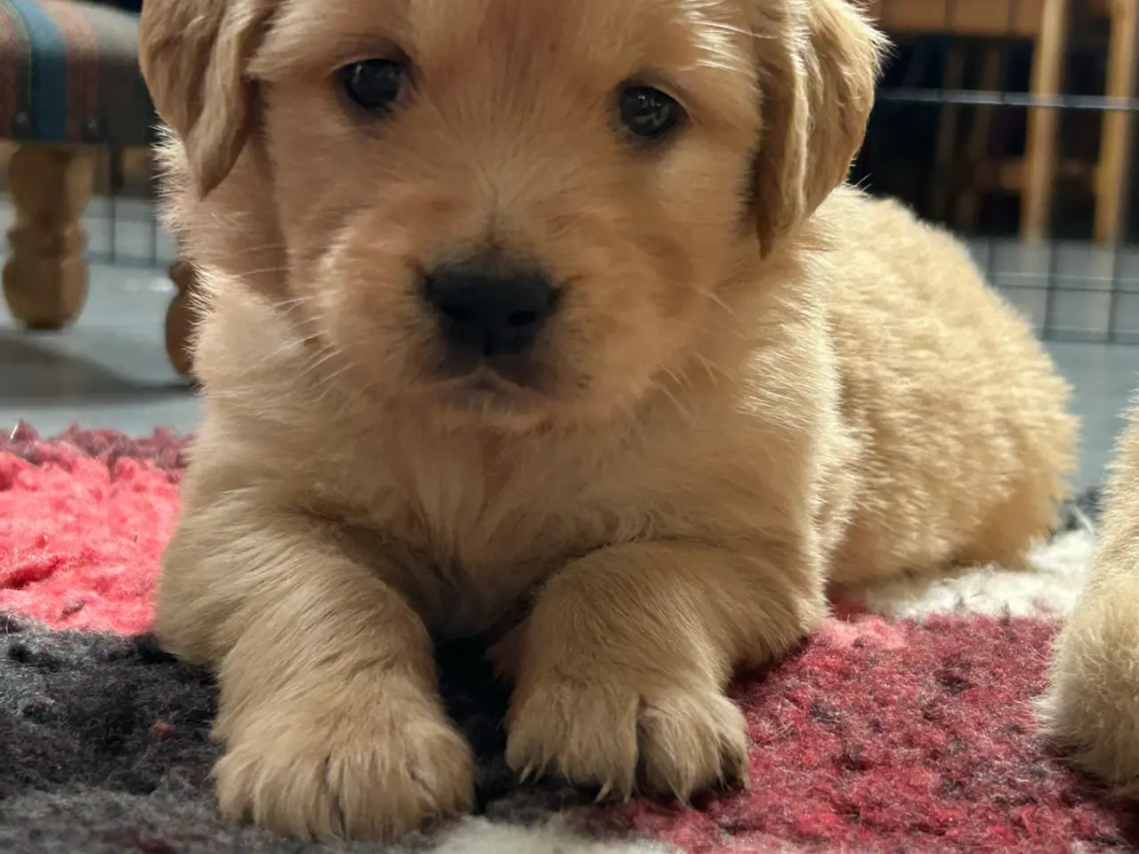 Billede 4 - Golden Retriever hvalpe