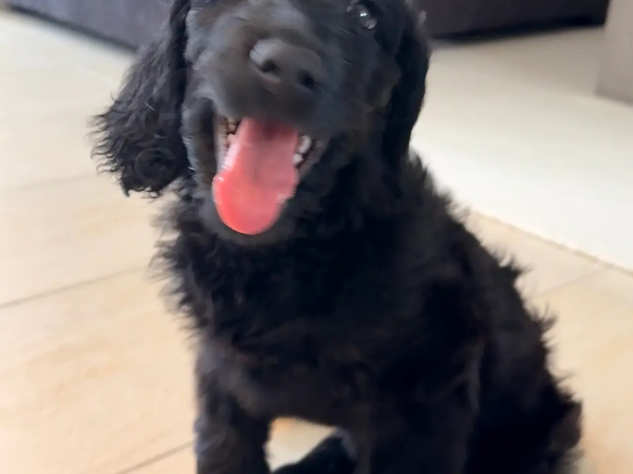 Billede 4 - Goldendoodle 