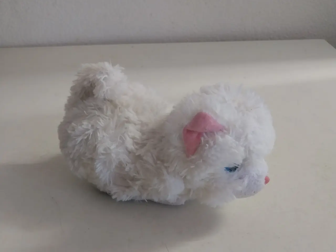 Billede 1 - Kat der kan køre og sige miav