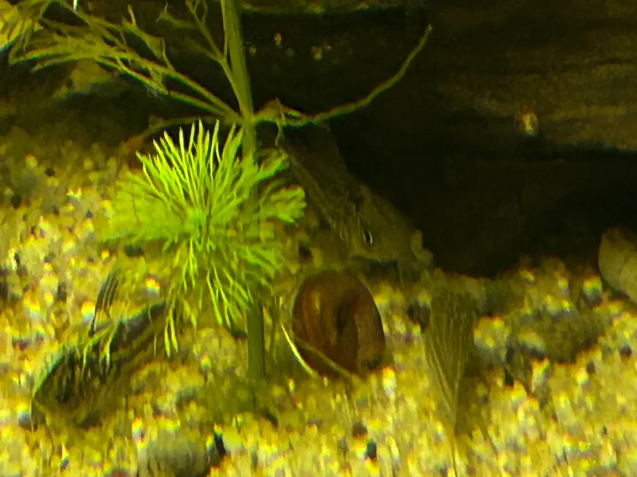 Billede 7 - 🐠✨ Nannus pansermaller – Fredelige bundfisk