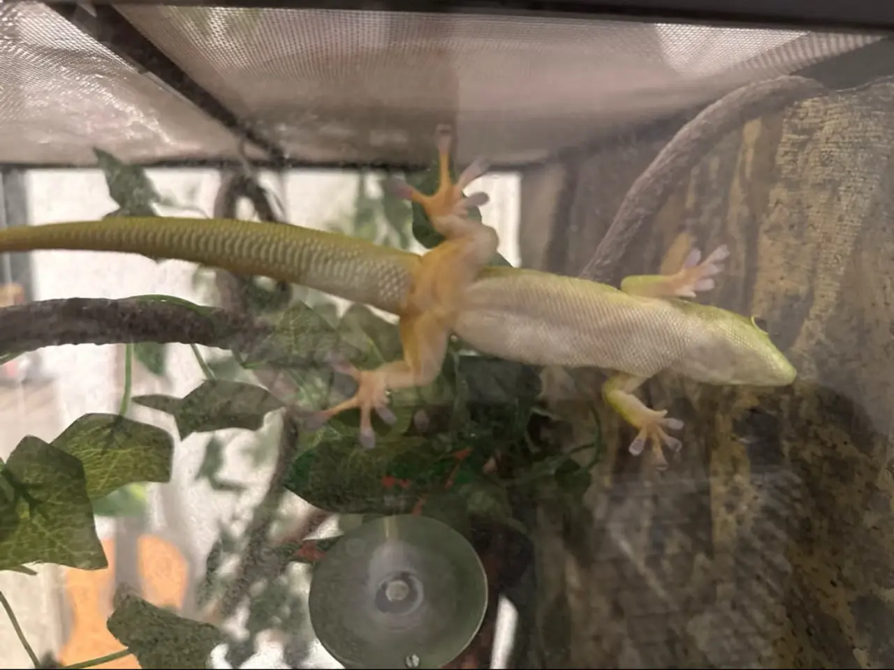 Billede 4 - daggekko