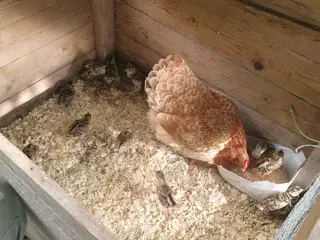 Familieflok