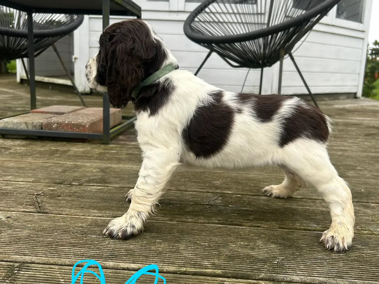 Billede 1 - Engelsk springer spaniel