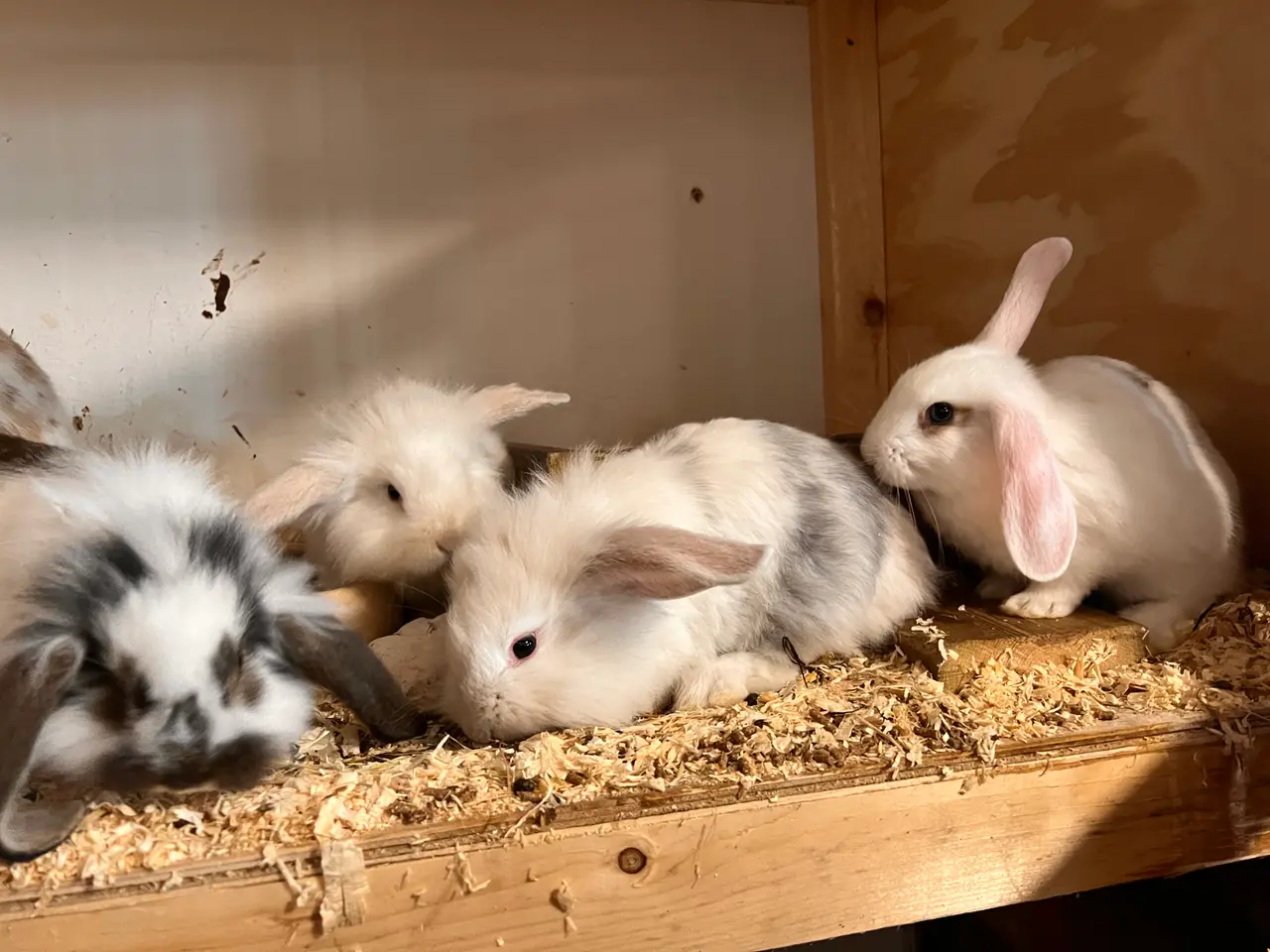 Billede 5 - Rigtig søde og meget tamme kaninunger sælges