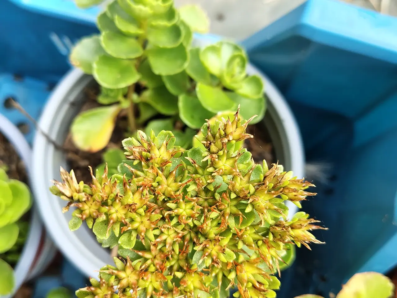 Billede 4 - Stenurt (Sedum spurium 'Album') i potte