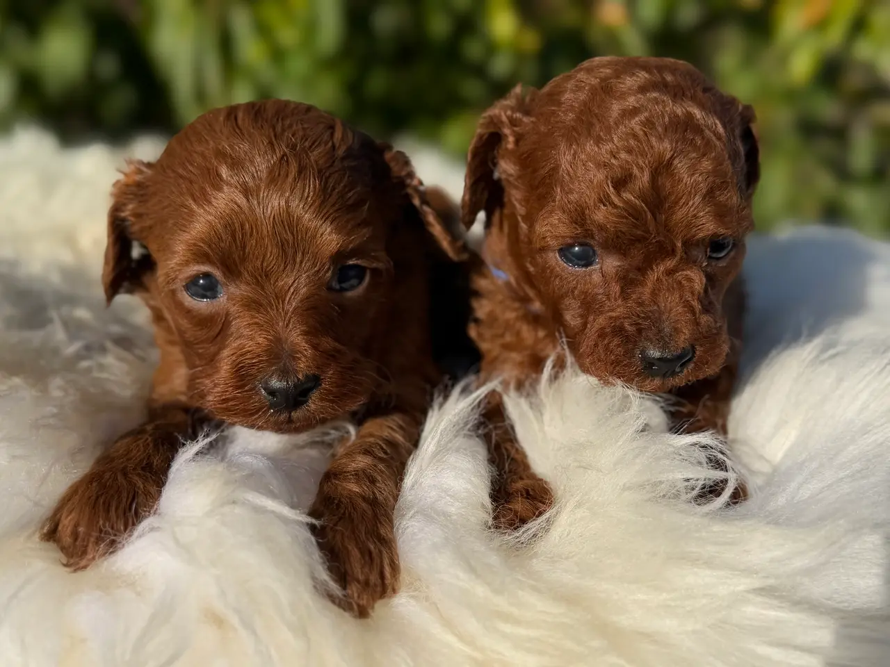 Billede 11 - Goldendoodle F1B