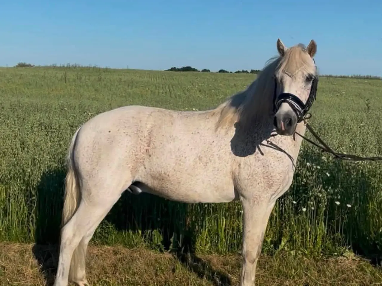 Billede 1 - Super skøn pony