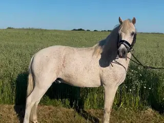 Super skøn pony