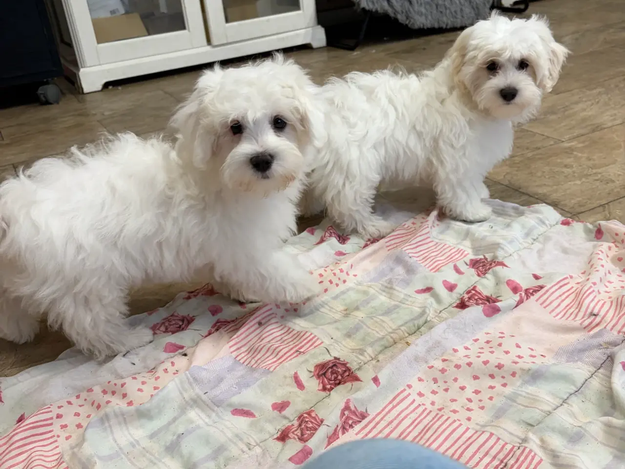 Billede 4 - 1 Maltipoo pige er rejse klar nu !