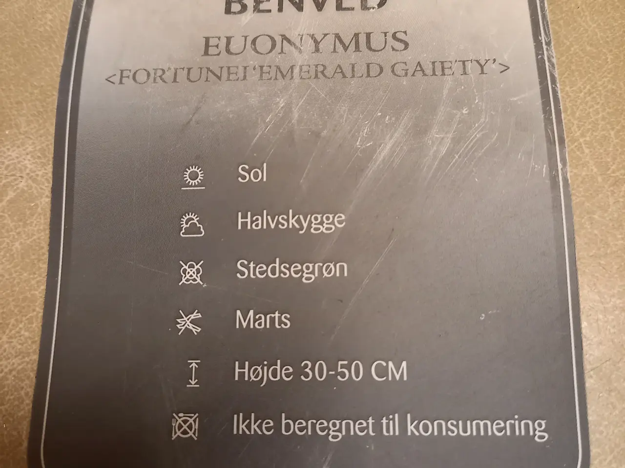 Billede 4 - Benved Emerald Gaiety - stedsegrønne buske