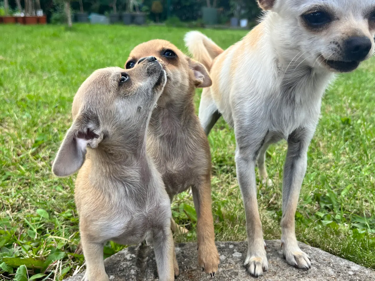 Billede 12 - CHIHUAHUA