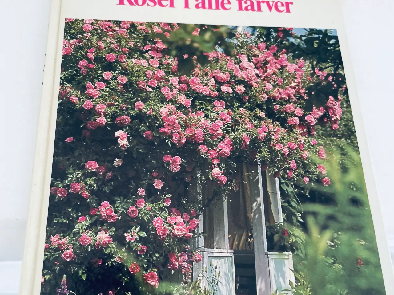 Billede 1 - Roser i alle farver