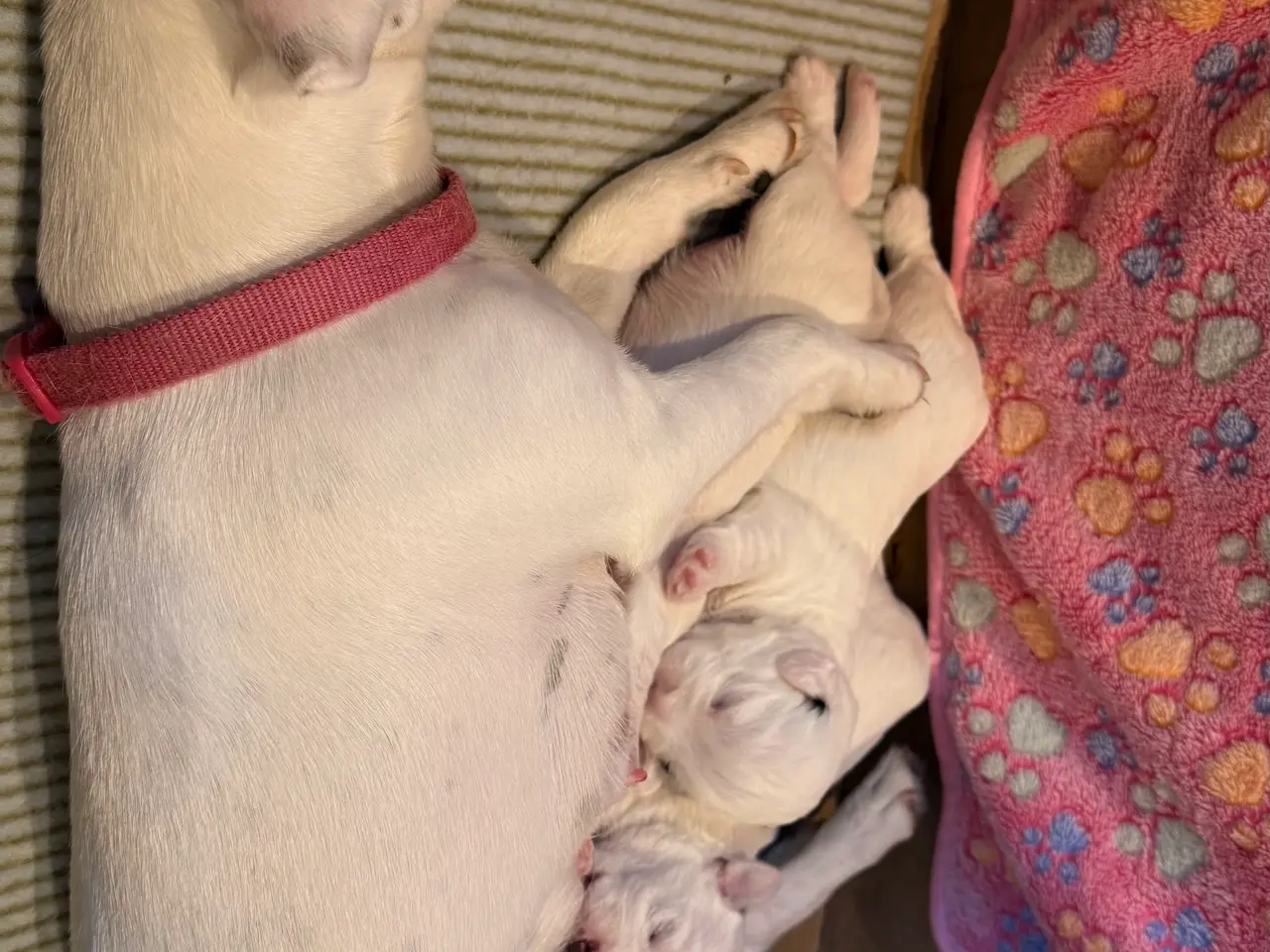 Billede 2 - Jacktese hvalpe ( Jack Russel terrier + Maltiser )
