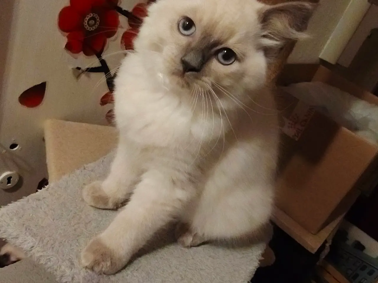 Billede 4 - Ragdoll - silke bløde skønne familie'venner 