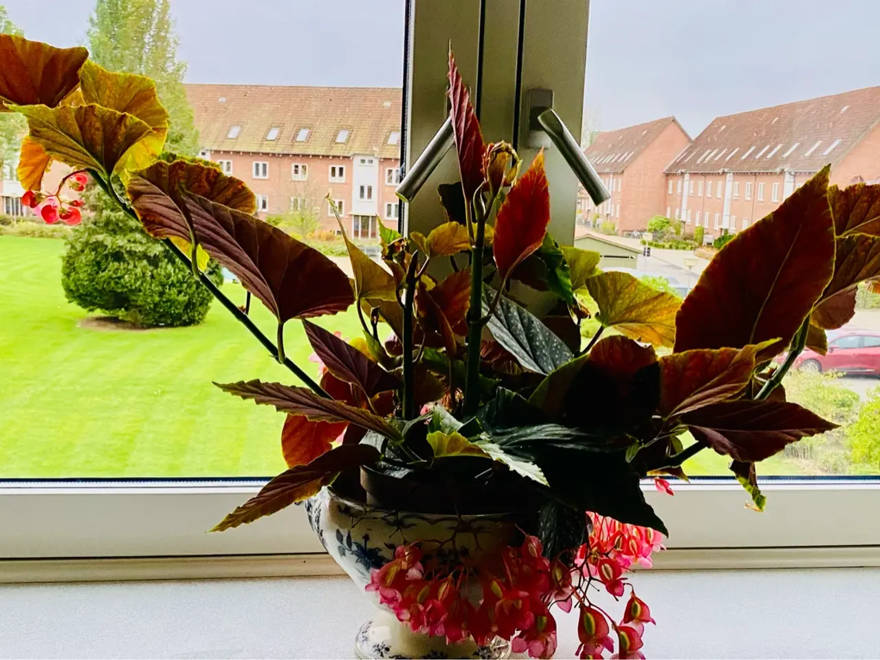 Billede 2 - Angel Wing Begonia med lyserøde blomster 