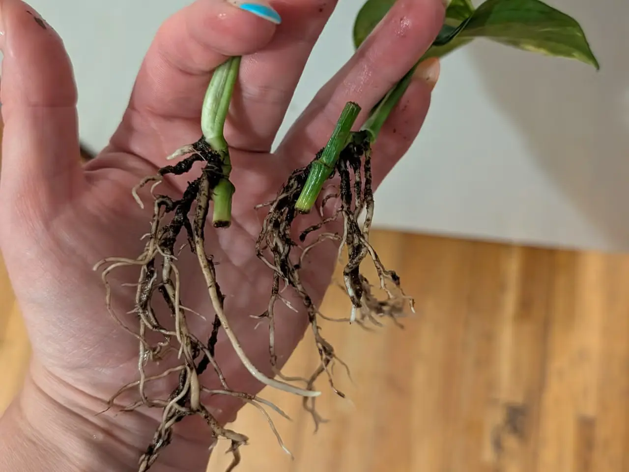 Billede 2 - Guldranke (Epipremnum aureum) stiklinger – sunde o