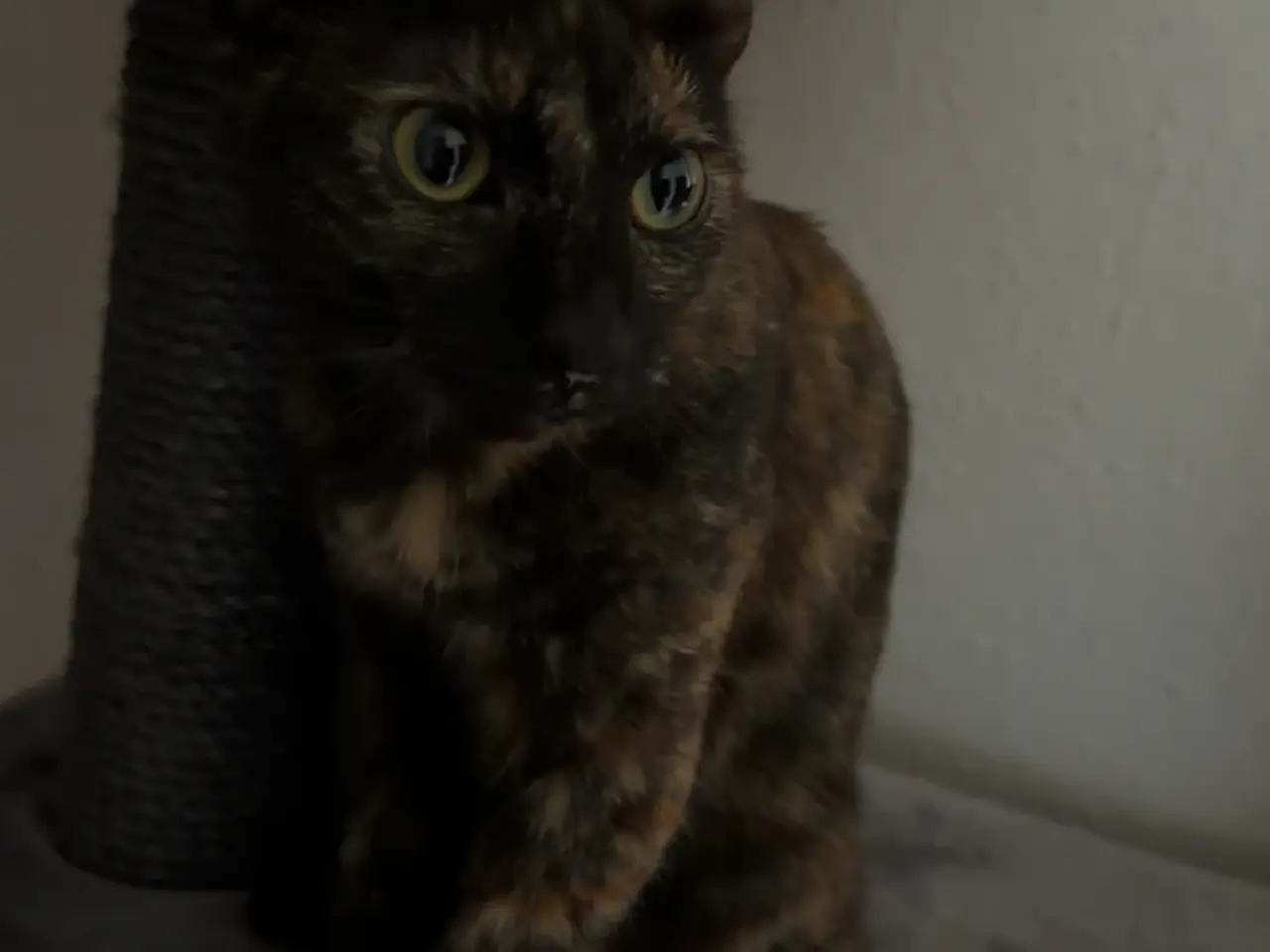 Billede 1 - Søde Chloe/den sorte søger sit for evigt hjem 💕 