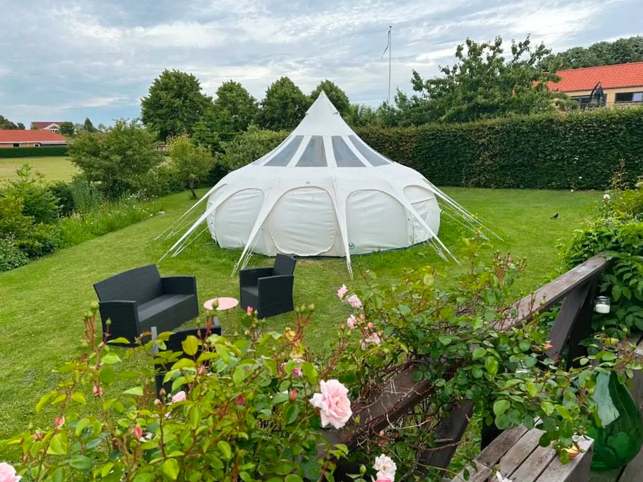 Billede 5 - Lotus Belle Stargazer 6 m