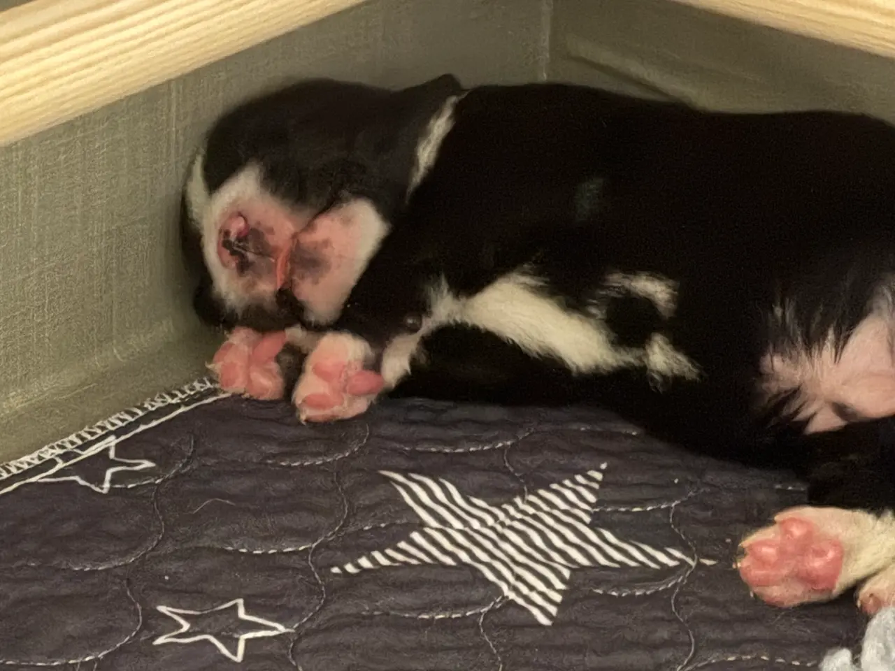 Billede 1 - Labrador/berner sennen blanding