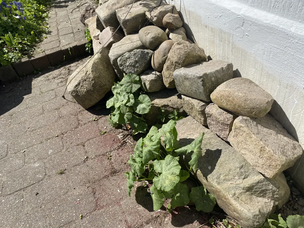 Billede 2 - Reserveret ! Granit - brosten og større kantsten