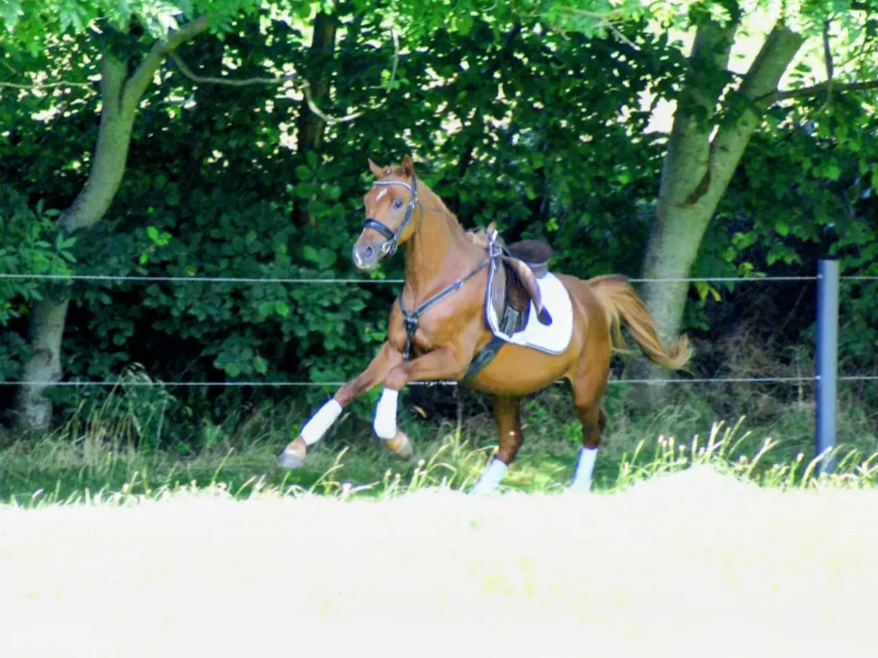 Billede 4 - Dansk Sports pony kat. 1