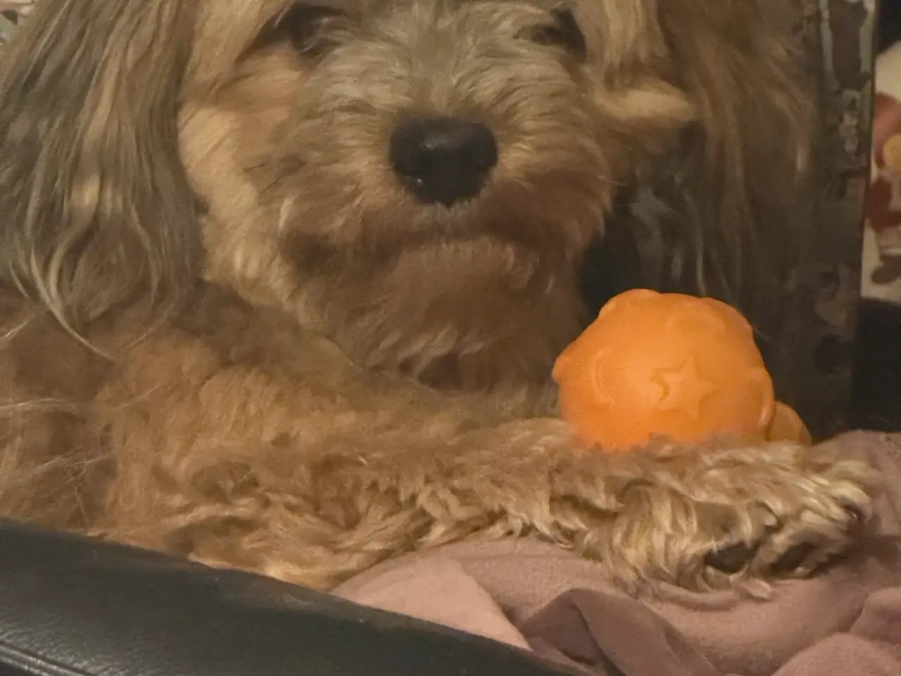 Billede 7 - Gravhund/Bichon havanais blaning