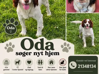 🐾 smuk voksne damer søger ny familie