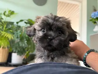 Lækkere små Shih-Tzu hvalpe❤️